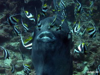 Ocean Sunfish - Mola mola - Ozeanischer Mondfisch
