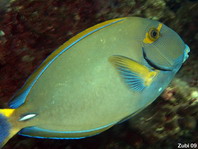 Eyestripe Surgeonfish - Acanthurus dussumieri - Blauschwanz Doktorfisch