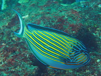 Striped Surgeonfish - Acanthurus lineatus - Blaustreifen Doktorfisch