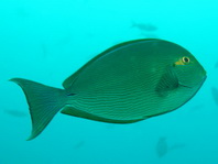 Elongate Surgeonfish - <em>Acanthurus mata</em> - Grauer Doktorfisch