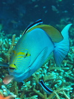 Elongate Surgeonfish - <em>Acanthurus mata</em> - Grauer Doktorfisch