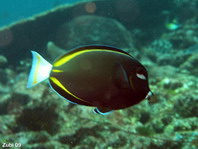 Whitecheek Surgeonfish - Acanthurus nigicans - Goldrand Doktorfisch