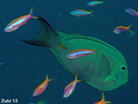 Bluelined Surgeonfish - Acanthurus nubilus - Nubilus Doktorfisch