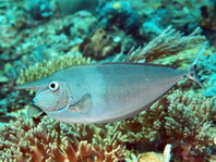 Spotted Unicornfish - Naso brevirostris - Schärpen-Nasendoktor
