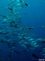 Bluetail Unicornfish - Naso caeruleacauda - Blauschwanz-Nasendoktorfisch