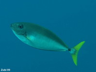 Blackspine Unicornfish - Naso minor - Kleiner Nasendoktorfisch