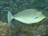 Bluespine Unicornfish - Naso unicornis - Blauklingen-Nasendoktorfisch