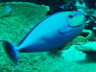 Bignose Unicornfish - Naso vlamingii - Masken-Nasendoktor 