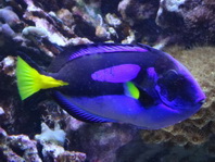 Palette Surgeonfish - Paracanthurus hepatus - Paletten-Doktorfish
