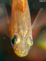 Pygmy Sweeper (Golden Sweeper) - <em>Parapriacanthus ransonneti</em> - Goldener Glasfisch
