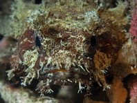 Banded Toadfish (Banded Frogfish ) - <em>Halophryne diemensis</em> - Gebänderter Krötenfisch