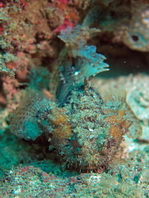 Banded Toadfish (Banded Frogfish ) - <em>Halophryne diemensis</em> - Gebänderter Krötenfisch