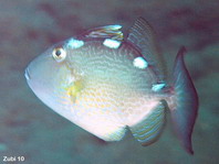 Juvenile Starry Triggerfish - <em>Abalistes stellaris</em> (stellatus) - Sternen-Drückerfisch Jungtier