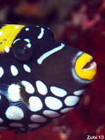 Juvenile Clown Triggerfish - <em>Balistoides conspicillum</em> - Leoparden Drückerfisch Jungtier 