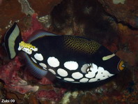 Clown Triggerfish - <em>Balistoides conspicillum</em> - Leoparden Drückerfisch