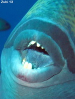 Sharp teeth of the Titan Triggerfish (Moustache Triggerfish) - <em>Balistoides viridescens</em> - Scharfe Zähned des Grünen Riesen-Drückerfisches