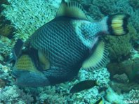 Titan Triggerfish (Moustache Triggerfish) eating corals - <em>Balistoides viridescens</em> - Grüner Riesen-Drückerfisch frisst Korallen