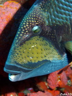 Titan Triggerfish (Moustache Triggerfish) - <em>Balistoides viridescens</em> - Grüner Riesen-Drückerfisch
