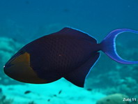Redtooth Triggerfish (Blue Triggerfish) - <em>Odonus niger</em> - Rotzahn-Drückerfisch
