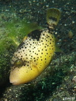 Juvenile Yellowmargin Triggerfish - <em>Pseudobalistes flavimarginatus</em> - Jungtier Gelbsaum Drückerfisch