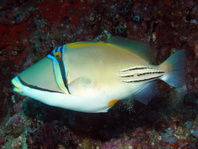 Arabian Picassofish - Rhinecanthus assasi - Arabischer Picassodrücker