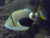 Blackpatch Triggerfish - Rhinecanthus verrucosus - Schwarzbauch Picassodrücker
