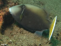 Flagtail Triggerfish - <em>Sufflamen chrysopterum</em> (chrysopterus) - Halbmond-Drückerfisch
