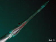 Chinese Trumpetfish - <em>Aulostomus chinensis</em> - Chinesischer Trompetenfisch