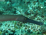 Chinese Trumpetfish - <em>Aulostomus chinensis</em> - Chinesischer Trompetenfisch