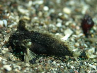 Phantom Velvetfish - Paraploactis kagoshimensis - Phantom Samtfisch