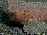 Cockatoo Waspfish - <em>Ablabys taenianotus</em> - Kakadu Stirnflosser