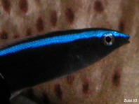 Bluestreak Cleaner Wrasse - <em>Labroides dimidiatus</em> - Gemeiner Putzerfisch