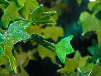 Marine Plants (Green Algae, Red Algae, Dinoflagellates, Zooxanthelles, seagrass, mangroves)   - Marine Pflanzen (Grünalgen, Rotalgen, Seegras, Zooxanthellen, Dinoflagellaten, Mangroven)