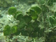 Green Algae - Chlorophyta - Grünalgen