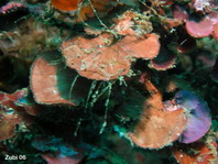 Red Algae - Rhodophyta - Rotalgen