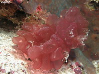 Red Algae - Rhodophyta - Rotalgen