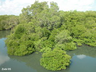 Mangroves - Mangroven