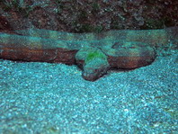 Sea Snake - Enhydrina schistosa - Seeschlange