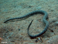 Seeschlange (Hydrophis)