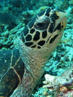 Hawksbill Turtle - Eretmochelys imbricata - Echte Karettschildkröte