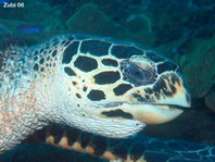 Hawksbill Turtle - Eretmochelys imbricata - Echte Karettschildkröte
