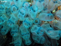 Moluccan Ascidian (Blue Spot Ascidian) - Clavelina moluccensis - Molukken-Keulenseescheide