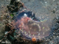 Ascidians - Phallusia sp - Seescheide