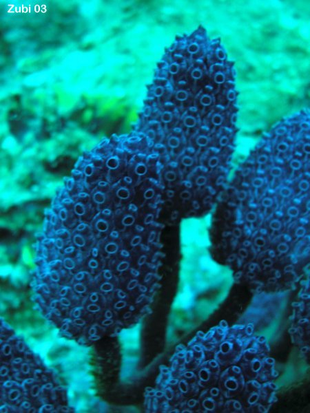 tunicate - Seescheiden